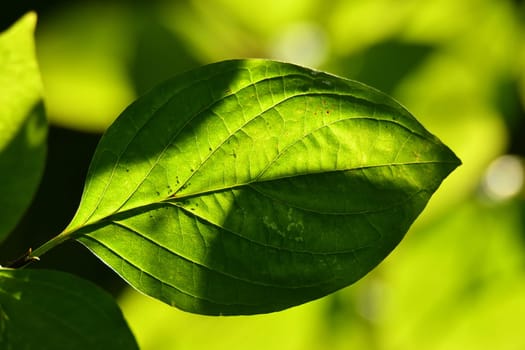 green leaf in backlit in autumnal sun