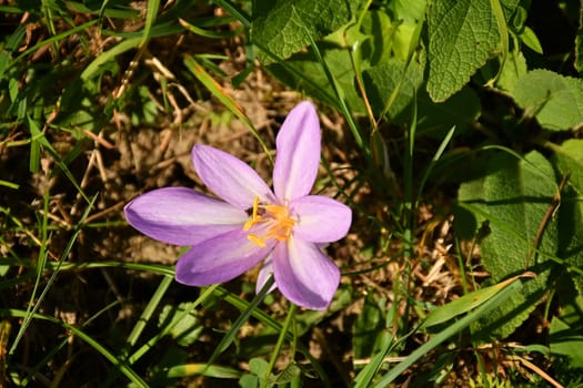 Meadow saffron in autumn in Germany