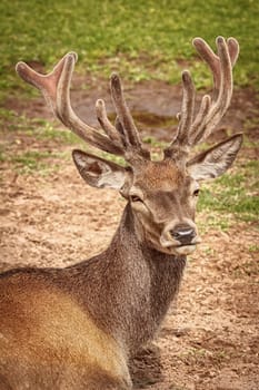 Portrait of a deer lying on the lawn