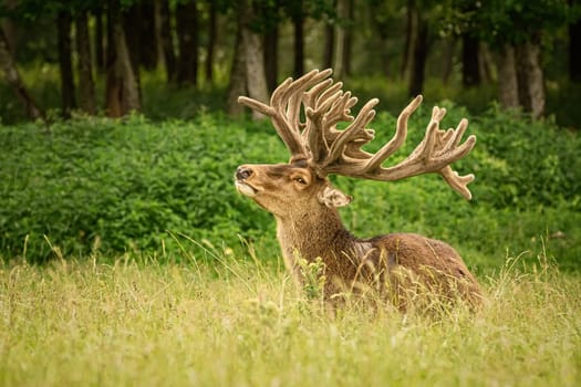 Portrait of a deer with big horns near the forest