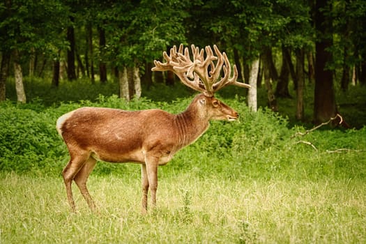 Deer with big horns near the forest