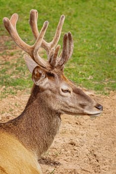 Portrait of a deer lying on the lawn