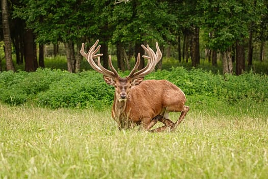 Portrait of a deer with big horns near the forest