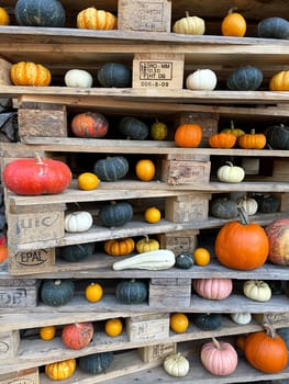Different Types of Pumpkins