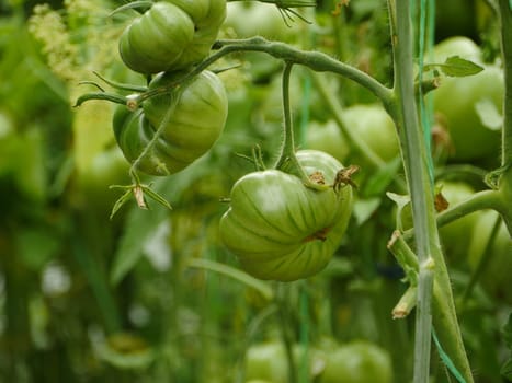 large green fruits of tomatoes on the branches in the greenhouse