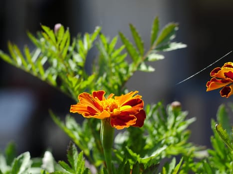 beautiful orange flower marigolds or Tagetes patula close-up