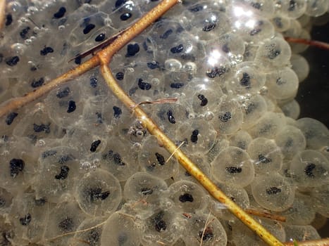 Close-up of frog spawn in the water. Underwater image of frog spawn