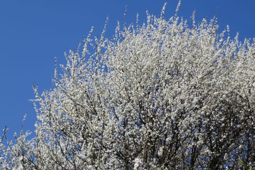 Hawthorn - Crataegus