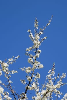 Hawthorn - Crataegus