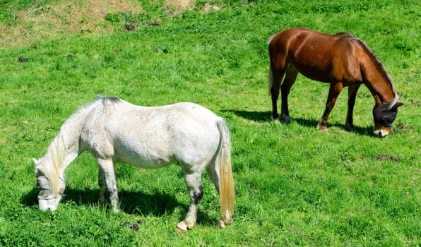horses in a meadow in spring