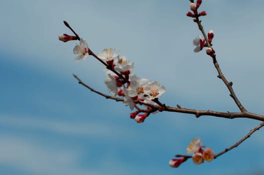 the blossoming branch apricots, close up