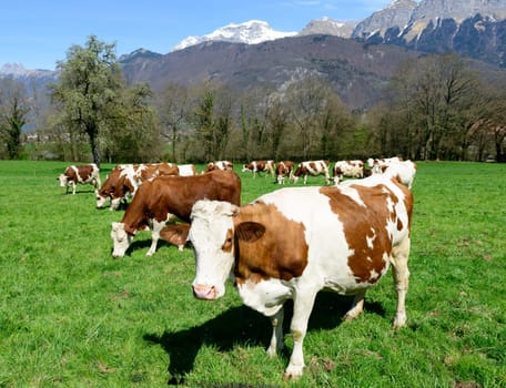 cows in a meadow with mountain background
