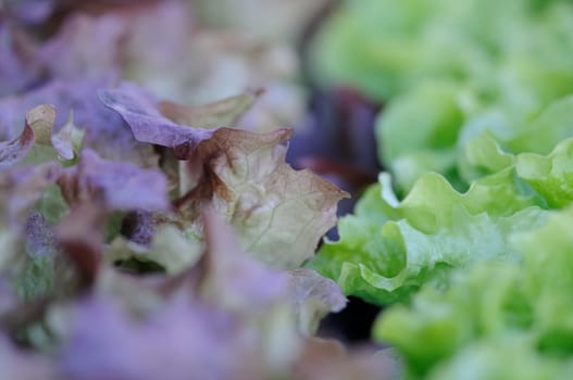 Lettuce