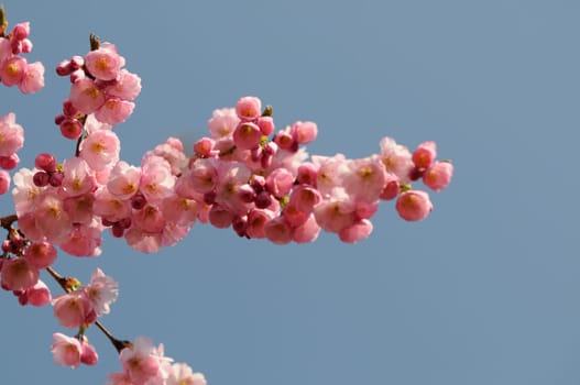 flower cherry