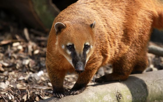 Nose bear