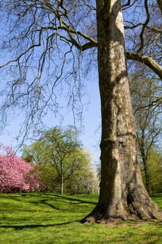 trees at the hyde park in london, uk