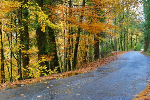 forest road at the portuguese national park