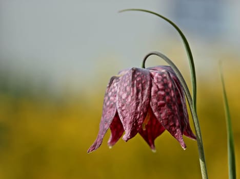 Chessboard Flower (Fritillaria meleagris)
