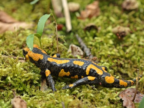 Fire salamanders in the Kellerwald National Park