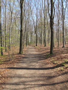 Hiking trail through a deciduous forest in spring