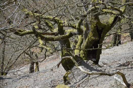 Up to 1000-year-old oaks cling to the steep slope of Kahle Hardt on Lake Edersee.