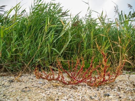 Close-up view of a beach sod (lat: Suaeda maritima) plant in the salt marshes on sand strewn with mussel shells in front of broad-leaved grasses.