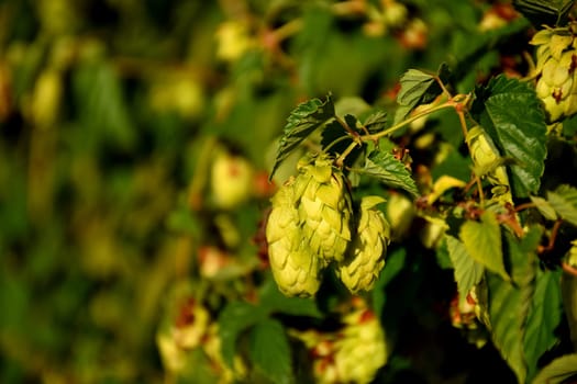 hop with ripe cones in summer