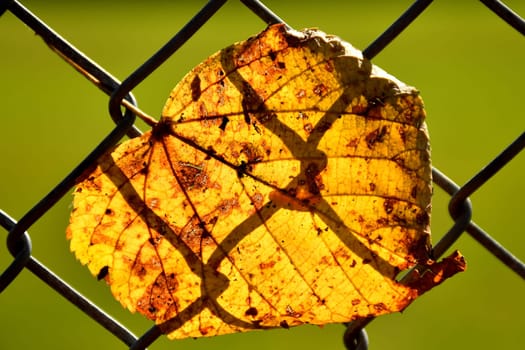 autumnal colored lime tree leaf in a fence in backlit