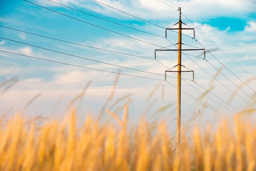 Summer field of wheat at sunset with electricity grid and cloudy sky in background