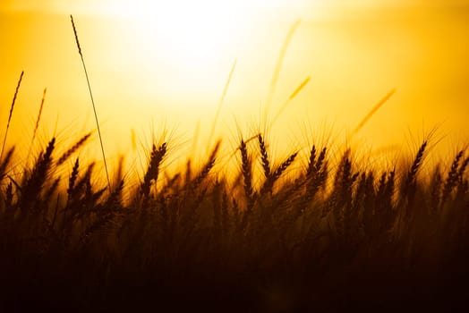 Summer field of wheat at sunset. Sun in background. Closeup view.