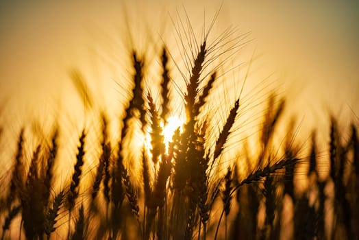 Summer field of wheat at sunset. Sun in background. Closeup view.