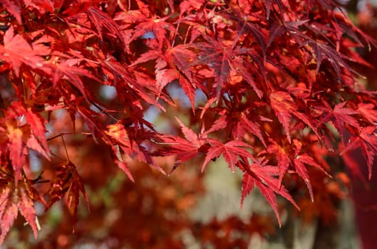 Autumn red colored leaves of maple tree in Japan