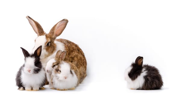 Adorable mother with four baby rabbits isolated on white background. One black and white bunny sitting alone while others sitting together. Pet animal family concept.