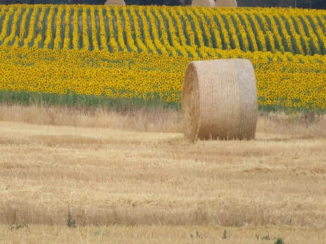 beautiful scenery with yellow sunflowers flowers big pipes