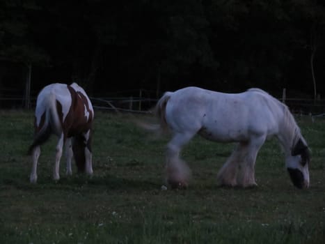 horse animal beautiful large power swift colors boil