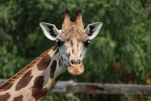 beautiful high giraffe spots wild long neck fast horns