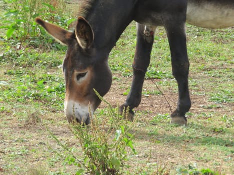 beautiful animal donkey donkey domestic riding walk work grass