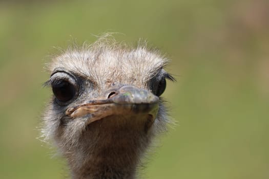 beautiful ostrich fast bird and big wild black feathers safari zoo