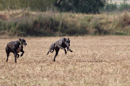 Spanish greyhound dog race hare hunting speed delivers passion