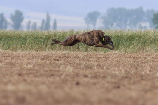Spanish greyhound dog race hare hunting speed delivers passion