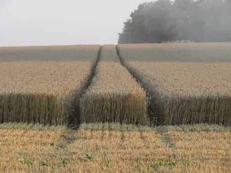 beautiful dry cereal field ready to harvest food