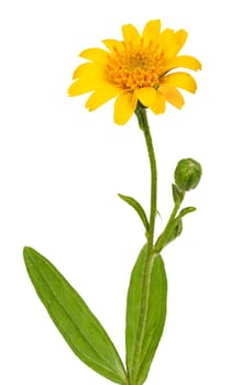 Arnica plant part with flower and bud for alternative medicine, isolated.