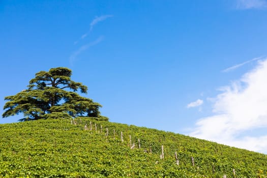 Panoramic countryside in Piedmont region, Italy. Scenic vineyard hill close to Barolo.