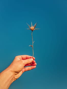 Close up person hand holding a dry thistle thorn plant over a clear blue sky background. Spiny starthistle in man arm. Fall season mood