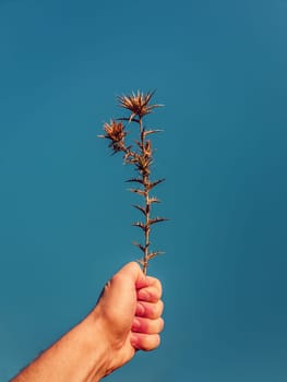Close up person hand holding a dry thistle thorn plant over a clear blue sky background. Spiny starthistle in man fist. Fall season mood