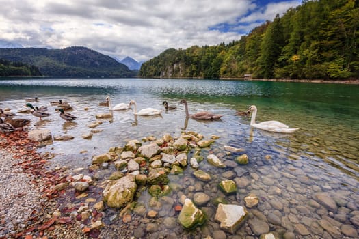 Swans and ducks at the Lake Alpsee in Schwangau, Bavaria, Germany