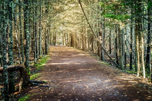 View down Carriage Road in Acadia National Park in Maine
