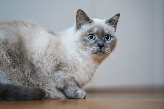 Older gray cat with piercing blue eyes, laying on wooden floor, closeup shallow depth of field photo.