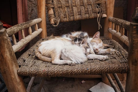 Three white stray cats resting on wicker chair cuddle together.
