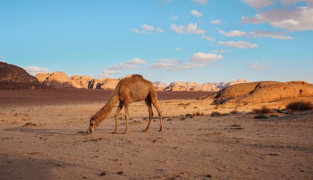 Camel walking on orange red sand of Wadi Rum desert, mountains background.